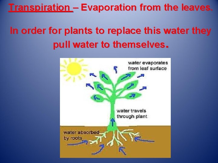 Transpiration – Evaporation from the leaves. In order for plants to replace this water