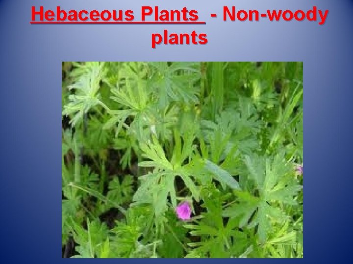 Hebaceous Plants - Non-woody plants 