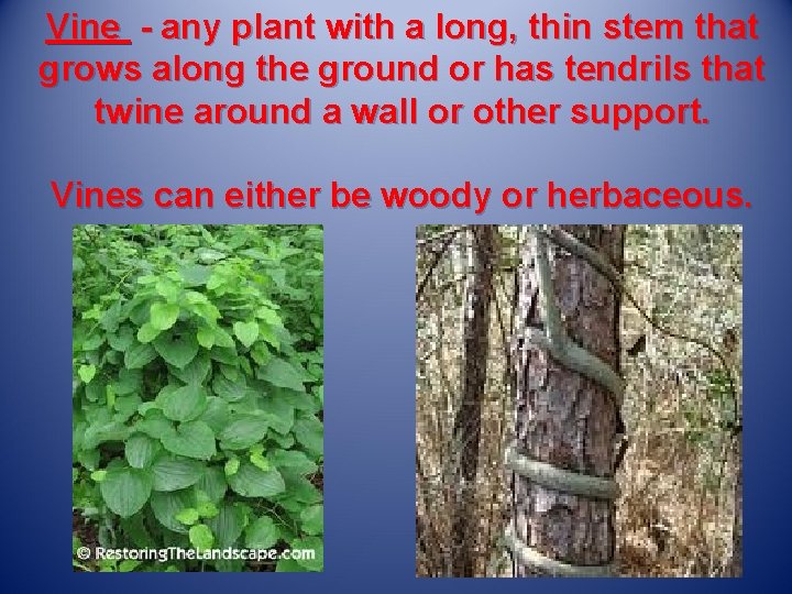 Vine - any plant with a long, thin stem that grows along the ground