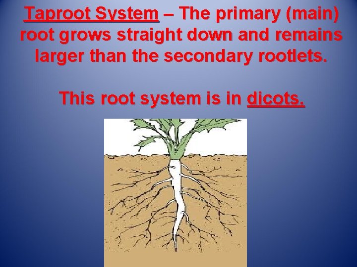Taproot System – The primary (main) root grows straight down and remains larger than