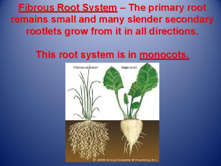 Fibrous Root System – The primary root remains small and many slender secondary rootlets