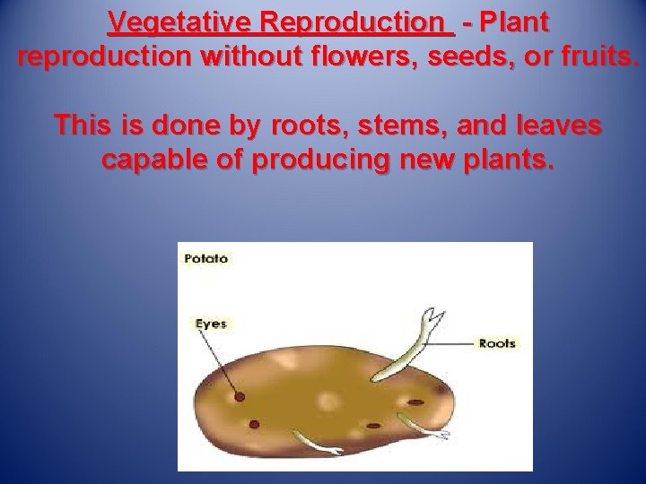 Vegetative Reproduction - Plant reproduction without flowers, seeds, or fruits. This is done by