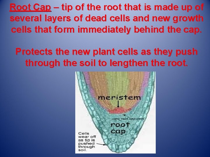 Root Cap – tip of the root that is made up of several layers