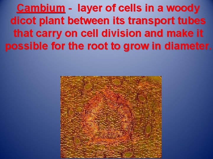 Cambium - layer of cells in a woody dicot plant between its transport tubes