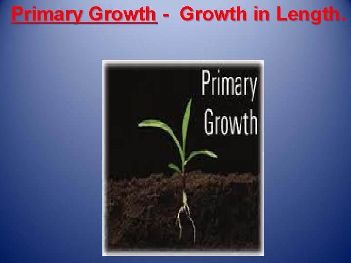 Primary Growth - Growth in Length. 