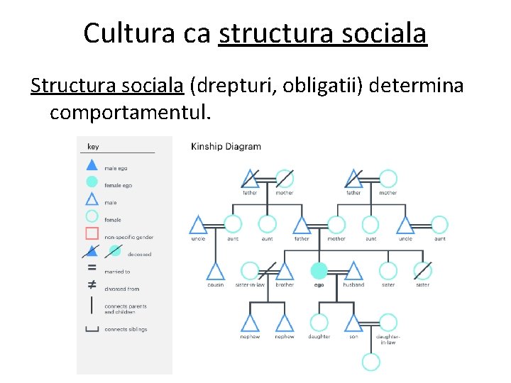 Cultura ca structura sociala Structura sociala (drepturi, obligatii) determina comportamentul. 