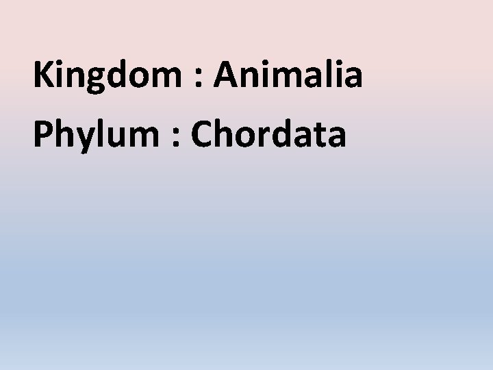 Kingdom : Animalia Phylum : Chordata 
