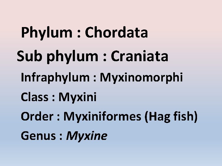 Phylum : Chordata Sub phylum : Craniata Infraphylum : Myxinomorphi Class : Myxini Order