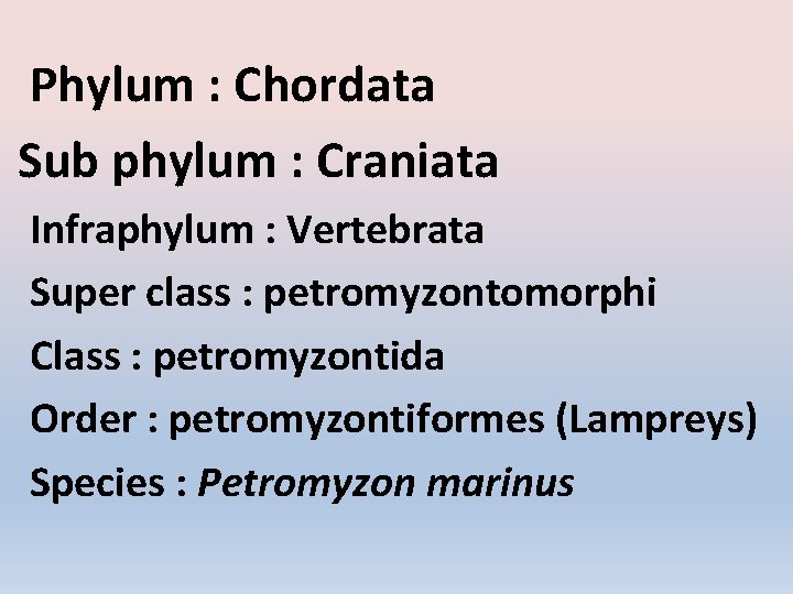 Phylum : Chordata Sub phylum : Craniata Infraphylum : Vertebrata Super class : petromyzontomorphi