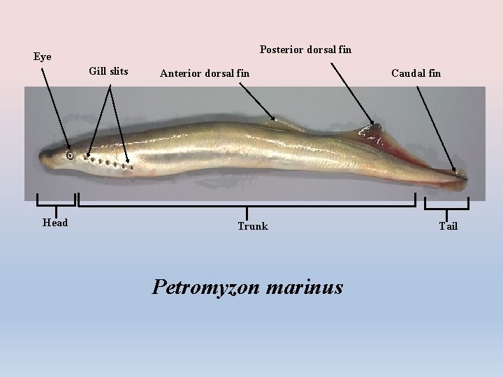 Posterior dorsal fin Eye Gill slits Head Anterior dorsal fin Trunk Petromyzon marinus Caudal
