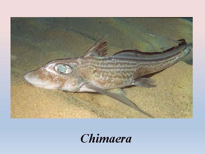 Chimaera 