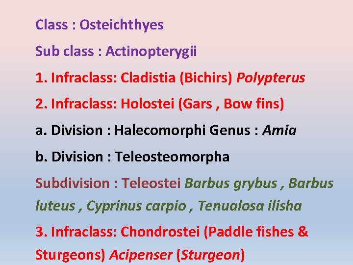 Class : Osteichthyes Sub class : Actinopterygii 1. Infraclass: Cladistia (Bichirs) Polypterus 2. Infraclass: