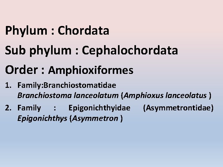 Phylum : Chordata Sub phylum : Cephalochordata Order : Amphioxiformes 1. Family: Branchiostomatidae Branchiostoma