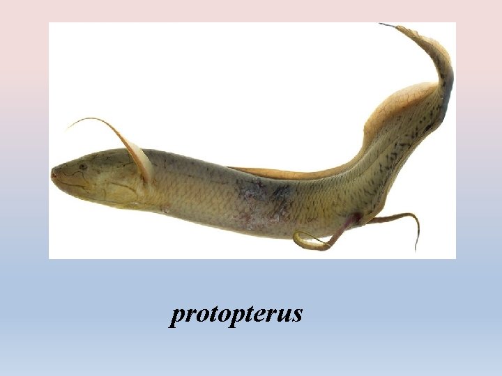 protopterus 