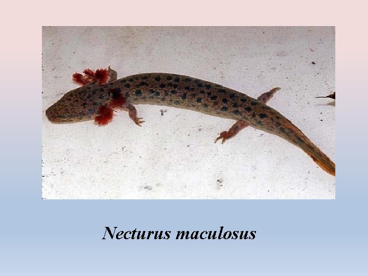 Necturus maculosus 