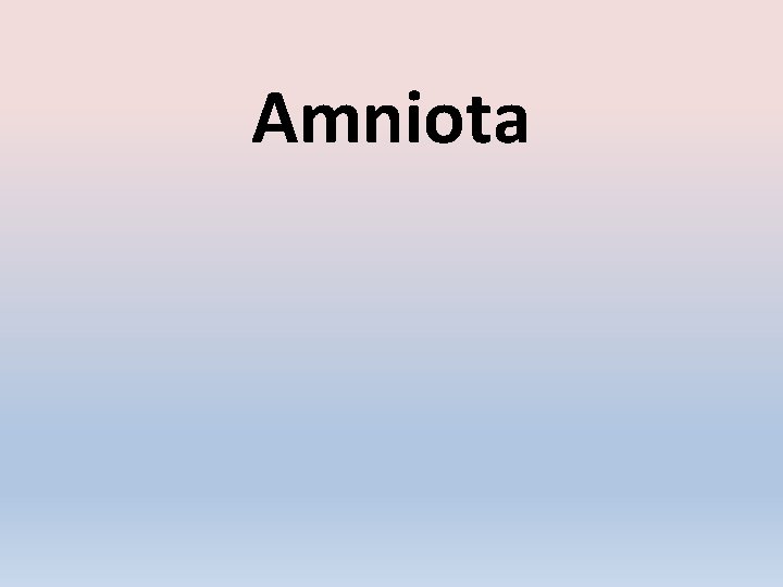Amniota 