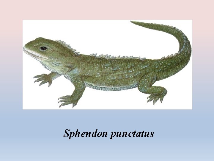 Sphendon punctatus 