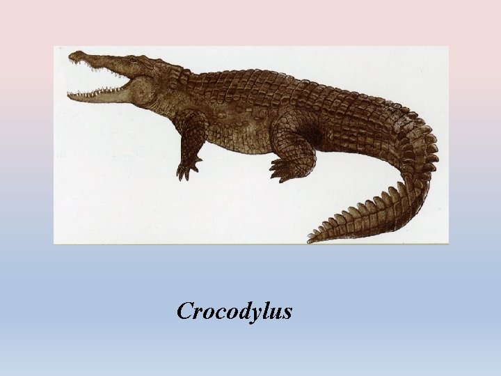 Crocodylus 