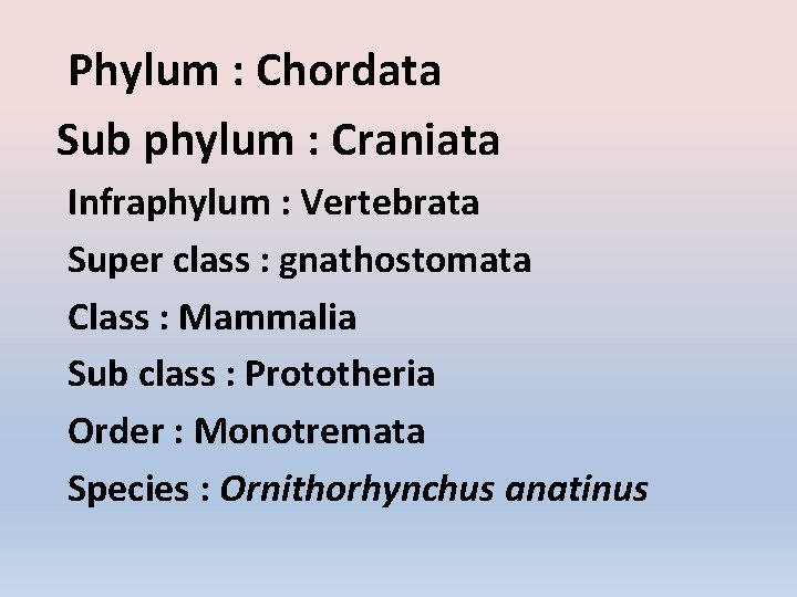 Phylum : Chordata Sub phylum : Craniata Infraphylum : Vertebrata Super class : gnathostomata