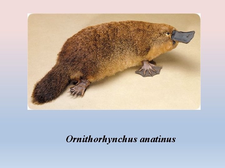 Ornithorhynchus anatinus 