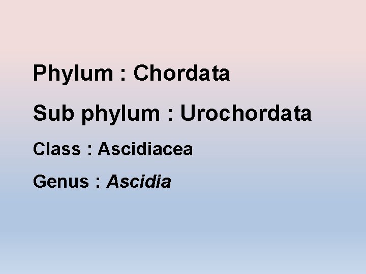Phylum : Chordata Sub phylum : Urochordata Class : Ascidiacea Genus : Ascidia 