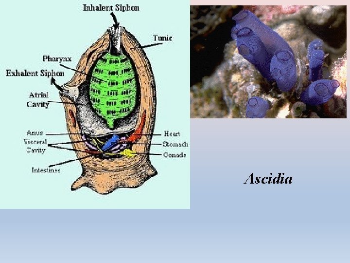 Ascidia 