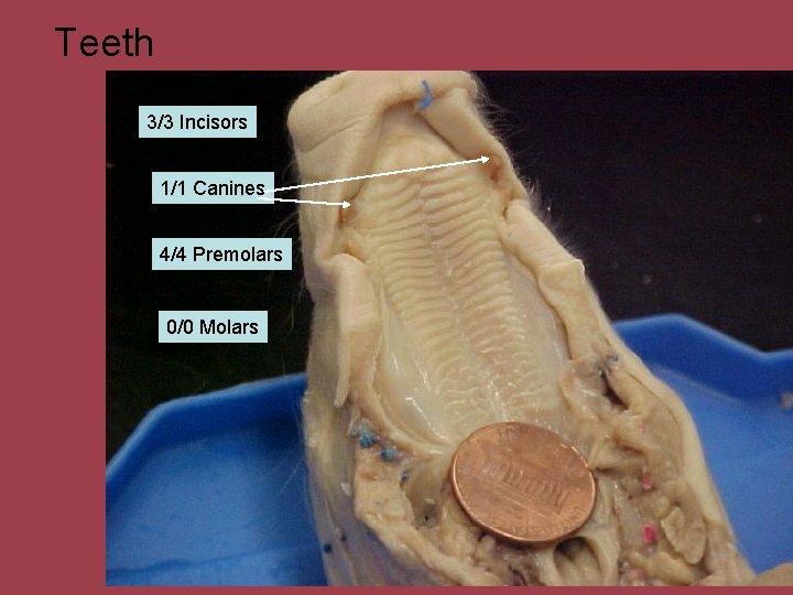 Teeth 3/3 Incisors 1/1 Canines 4/4 Premolars 0/0 Molars 