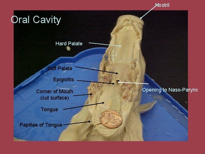 Nostril Oral Cavity Hard Palate Soft Palate Epiglottis Corner of Mouth (cut surface) Tongue