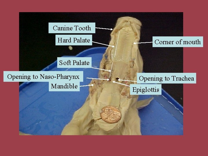Canine Tooth Hard Palate Corner of mouth Soft Palate Opening to Naso-Pharynx Mandible Opening