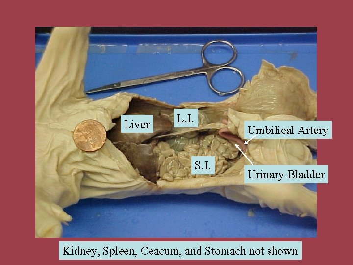 Liver L. I. Umbilical Artery S. I. Urinary Bladder Kidney, Spleen, Ceacum, and Stomach
