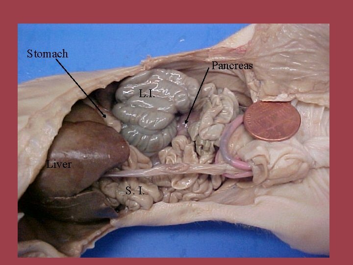 Stomach Pancreas L. I. Liver S. I. 