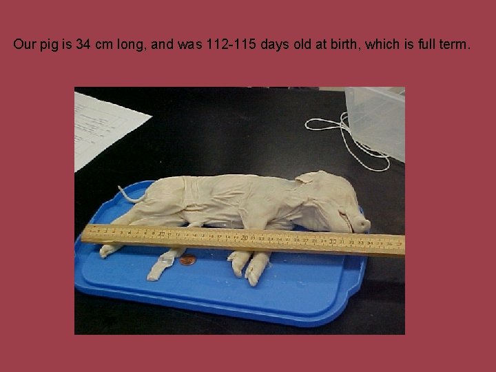 Our pig is 34 cm long, and was 112 -115 days old at birth,