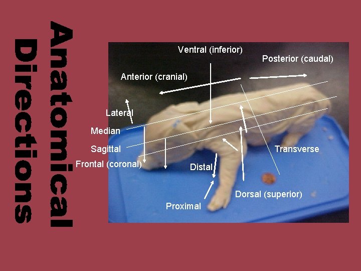 Ventral (inferior) Posterior (caudal) Anterior (cranial) Lateral Median Sagittal Frontal (coronal) Transverse Distal Dorsal