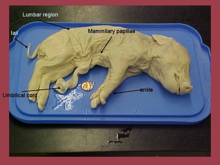 Lumbar region tail Umbilical cord Mammilary papillae ankle 