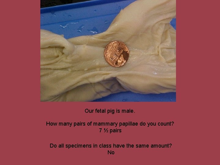 Our fetal pig is male. How many pairs of mammary papillae do you count?