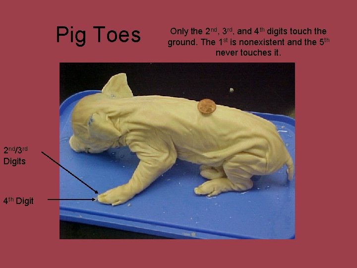 Pig Toes 2 nd/3 rd Digits 4 th Digit Only the 2 nd, 3