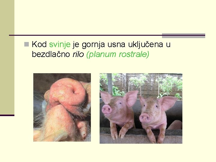 n Kod svinje je gornja usna uključena u bezdlačno rilo (planum rostrale) 