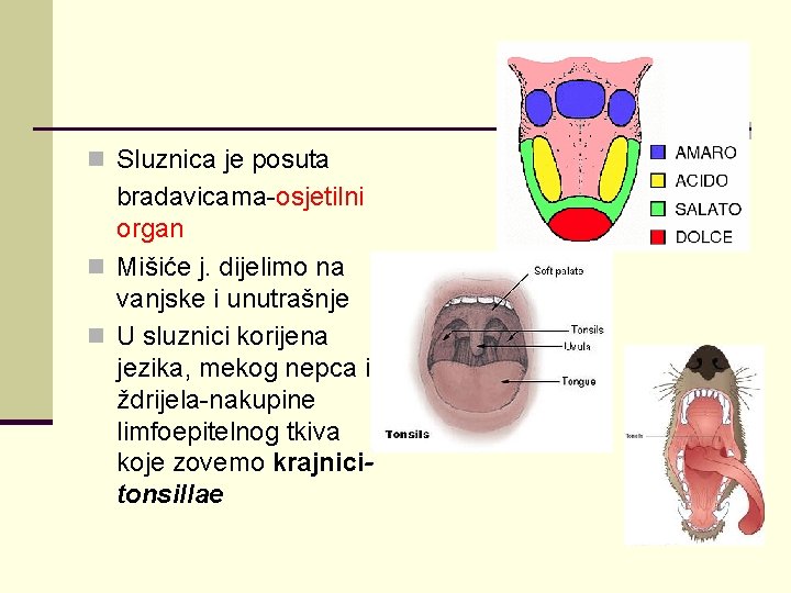 n Sluznica je posuta bradavicama-osjetilni organ n Mišiće j. dijelimo na vanjske i unutrašnje
