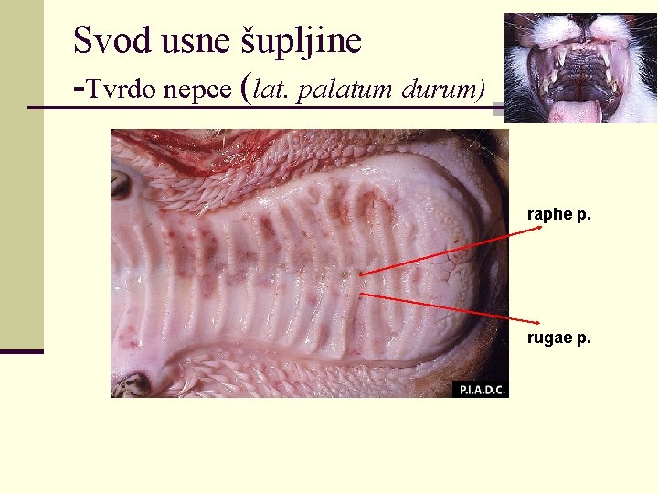 Svod usne šupljine -Tvrdo nepce (lat. palatum durum) raphe p. rugae p. 