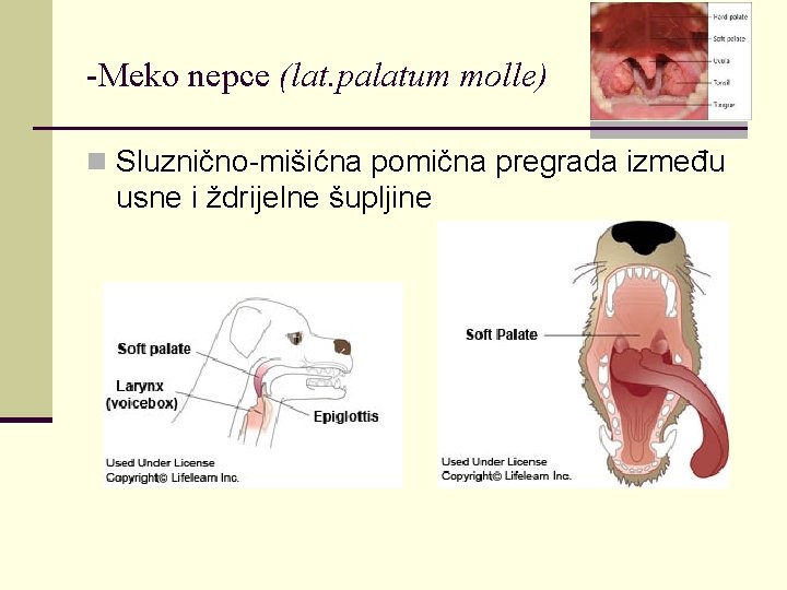 -Meko nepce (lat. palatum molle) n Sluznično-mišićna pomična pregrada između usne i ždrijelne šupljine