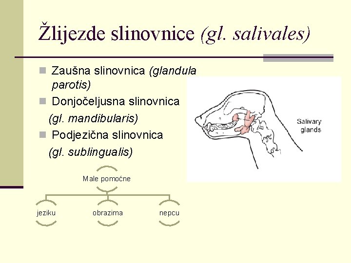 Žlijezde slinovnice (gl. salivales) n Zaušna slinovnica (glandula parotis) n Donjočeljusna slinovnica (gl. mandibularis)