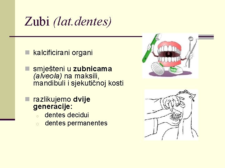 Zubi (lat. dentes) n kalcificirani organi n smješteni u zubnicama (alveola) na maksili, mandibuli