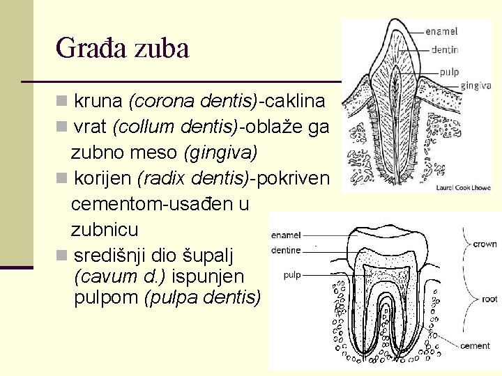 Građa zuba n kruna (corona dentis)-caklina n vrat (collum dentis)-oblaže ga zubno meso (gingiva)