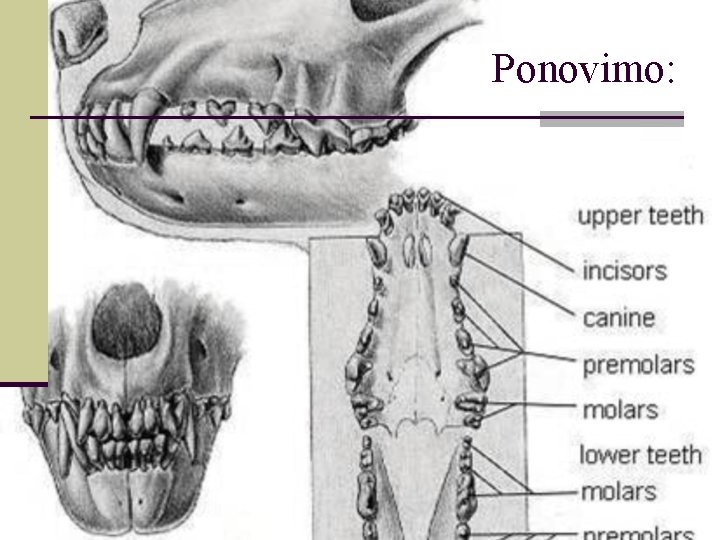 Ponovimo: 