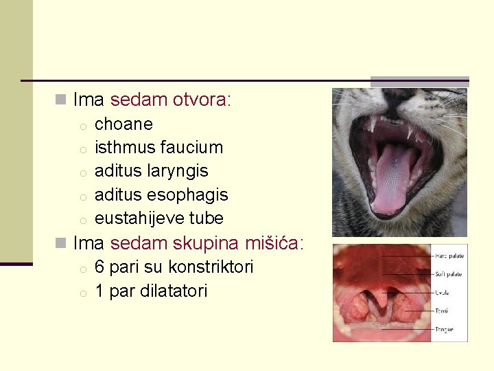 n Ima sedam otvora: o choane o isthmus faucium o aditus laryngis o aditus