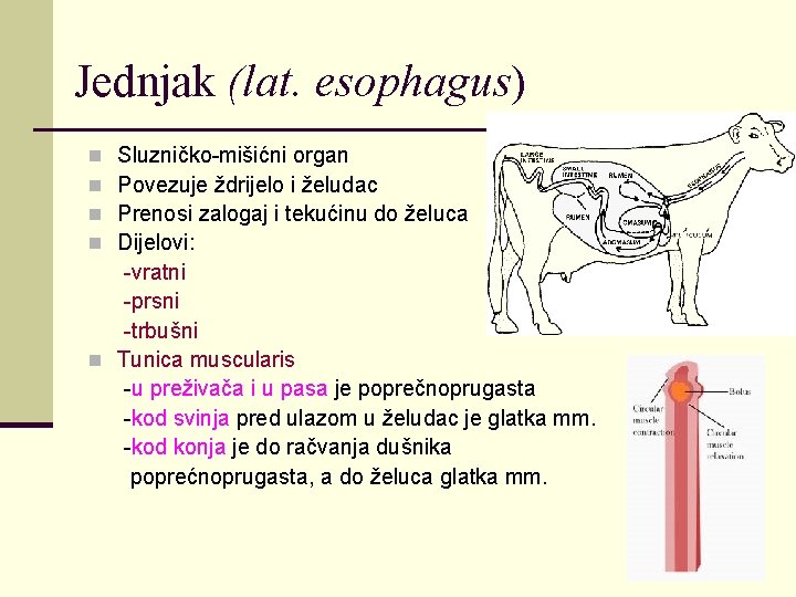 Jednjak (lat. esophagus) Sluzničko-mišićni organ Povezuje ždrijelo i želudac Prenosi zalogaj i tekućinu do