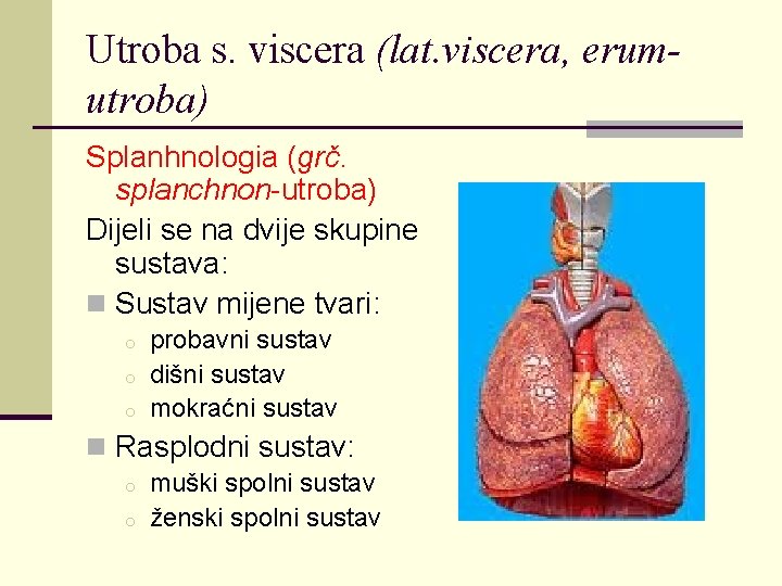 Utroba s. viscera (lat. viscera, erumutroba) Splanhnologia (grč. splanchnon-utroba) Dijeli se na dvije skupine