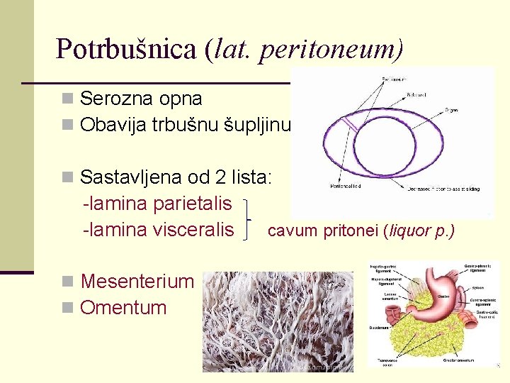 Potrbušnica (lat. peritoneum) n Serozna opna n Obavija trbušnu šupljinu n Sastavljena od 2