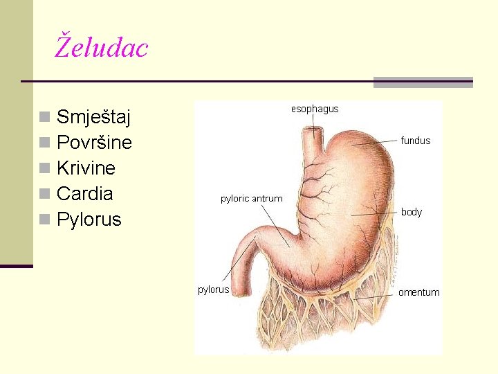 Želudac n n n Smještaj Površine Krivine Cardia Pylorus 