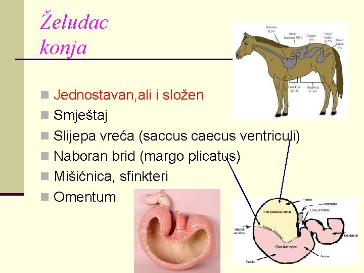 Želudac konja n Jednostavan, ali i složen n Smještaj n Slijepa vreća (saccus caecus